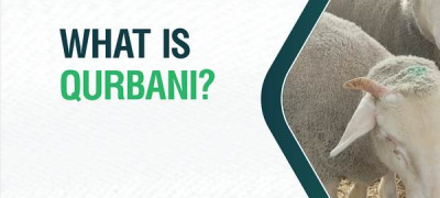 What is Qurbani? A Complete Islamic Guide to Udhiyah